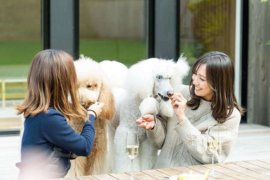 愛犬同伴可能
